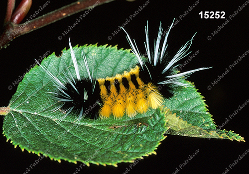 Spotted Tussock Moth (Lophocampa maculata)